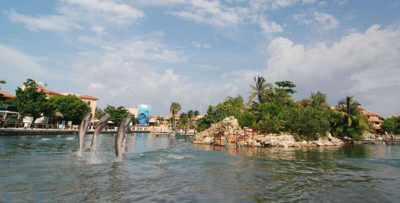 Puerto Aventuras: Dolphin Swim, Sea Lions, Manatees, & Lunch - Royal Swim Plus at Dolphin Discovery Puerto Aventuras: the big picture