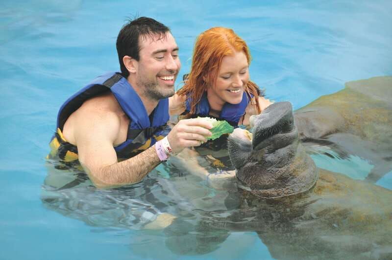 Puerto Aventuras: Dolphin Swim, Sea Lions, Manatees, & Lunch - Sea lion interaction: 30 minutes that can be the highlight