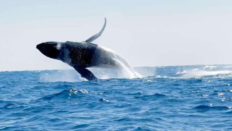 Puerto Escondido: Boat Tour among Dolphins and Turtles - A note on accessibility and who this fits best