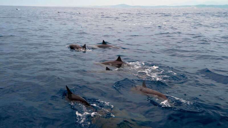 Puerto Escondido: Boat Tour among Dolphins and Turtles - The boat cruise: how you spot dolphins, turtles, and whales