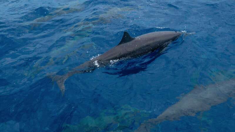 Puerto Escondido: Boat Tour among Dolphins and Turtles - What “included” covers, and what you must plan for