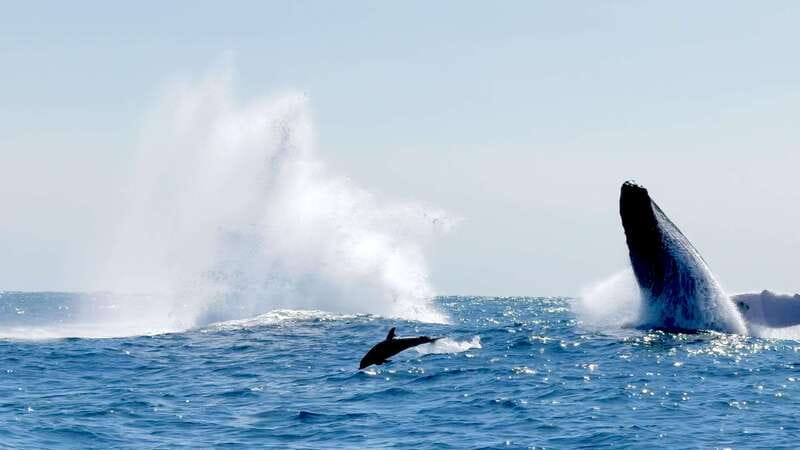 Puerto Escondido: Boat Tour among Dolphins and Turtles - Packing checklist that actually helps on deck