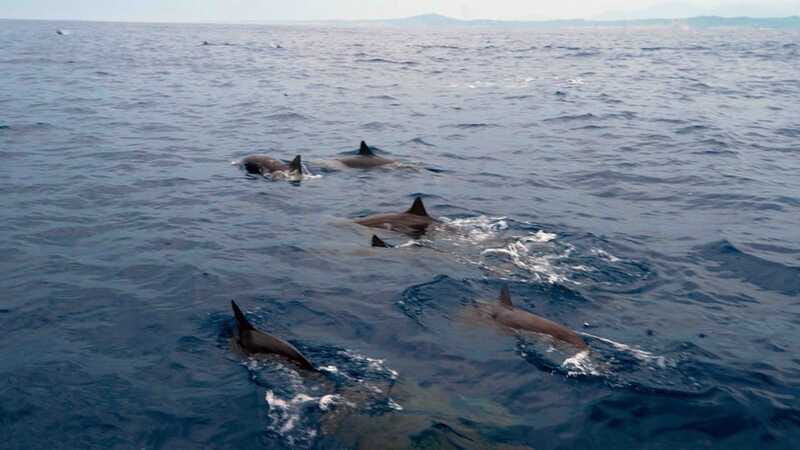 Puerto Escondido: Boat Tour among Dolphins and Turtles - Getting the best sightings: small habits that make a difference