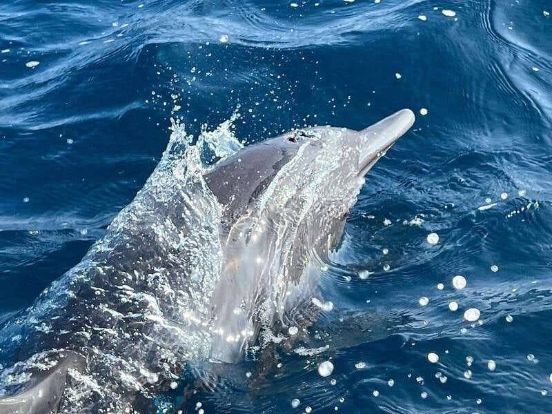 Puerto Escondido: Boat Tour to see Dolphins and Marine Life - Key points to know before you go