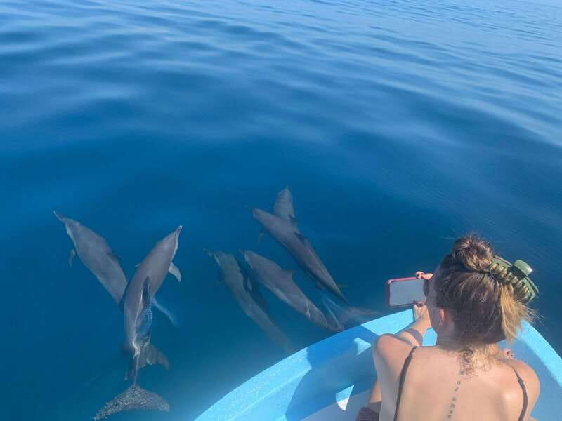 Puerto Escondido: Boat Tour to see Dolphins and Marine Life - Spotting dolphins up close: species, behavior, and why swimming is conditional