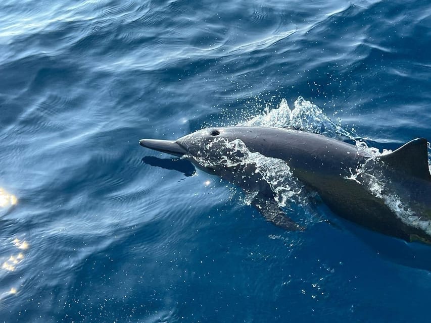Puerto Escondido: Boat Tour to see Dolphins and Marine Life - The wildlife bonus: turtles, manta rays, flying fish, and birds