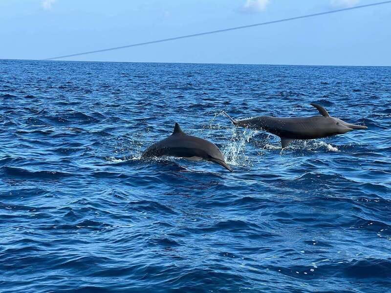 Puerto Escondido: Boat Tour to see Dolphins and Marine Life - Snorkeling: reef corals, colorful fish, and the wave check at the end