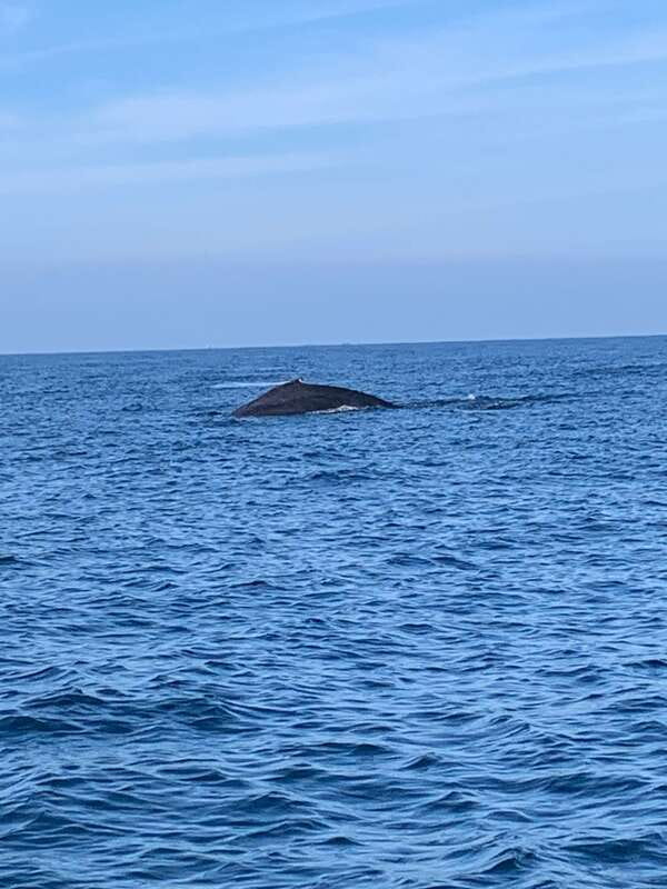 Puerto Escondido: Boat Tour to see Dolphins and Marine Life - Price and value: why $46 can make sense here