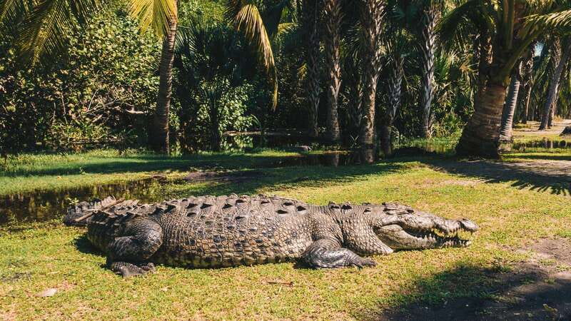 Puerto Escondido: Oaxaca Coast Wildlife Ecotour - From Puerto Escondido to La Ventanilla Reserve, the wildlife starts early