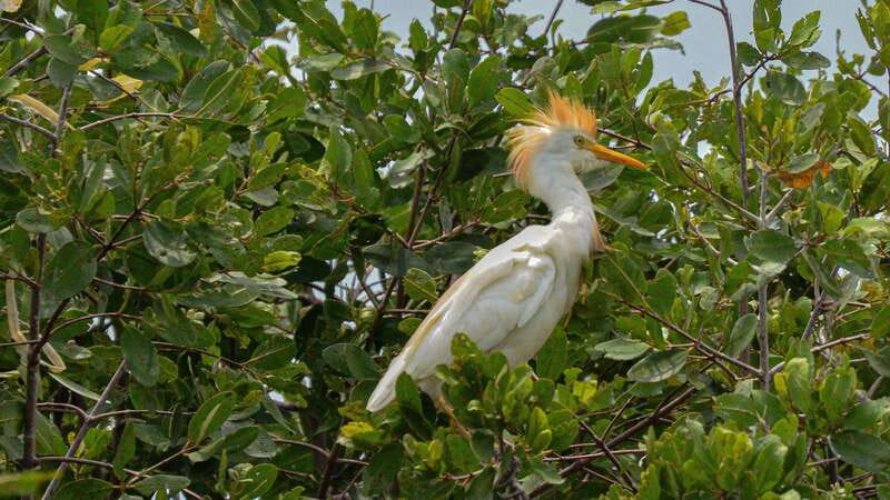 Puerto Escondido: Oaxaca Coast Wildlife Ecotour - The guide makes a difference, and Edgar gets credit