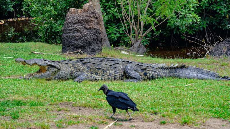 Puerto Escondido: Oaxaca Coast Wildlife Ecotour - Mazunte for the town stroll, tastings, and coastline views