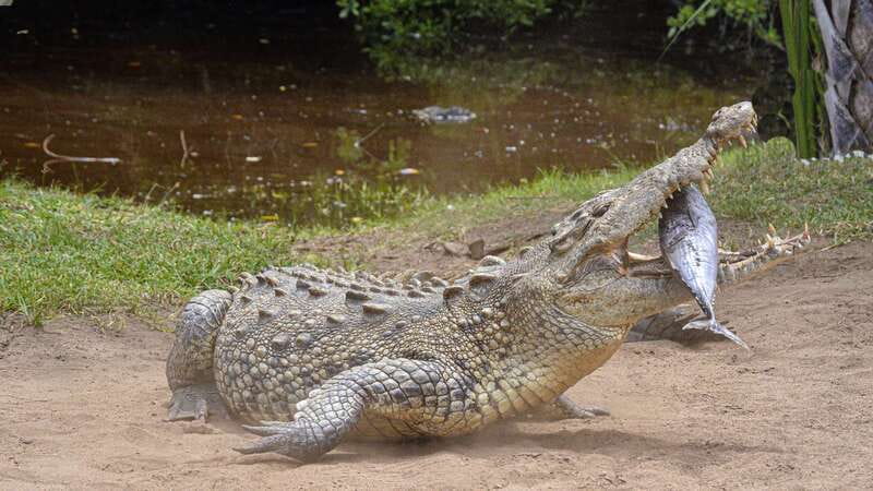 Puerto Escondido: Oaxaca Coast Wildlife Ecotour - Price and value: what $50 covers, plus the extra onsite cost