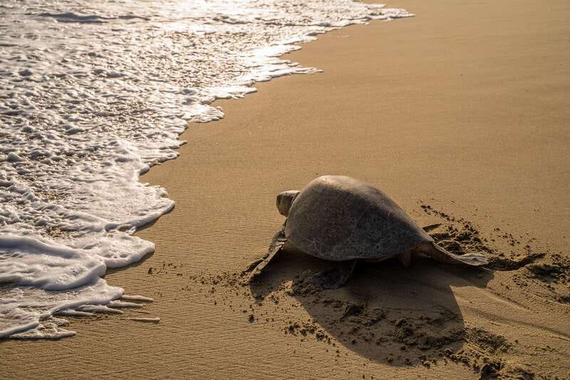 Puerto Escondido: Turtle Release Experience - Key highlights you should know before you go