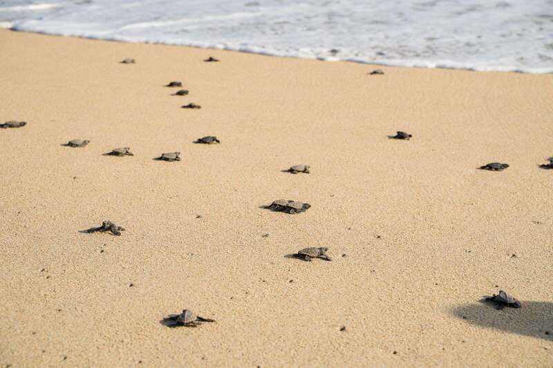 Puerto Escondido: Turtle Release Experience - Who This Experience Fits Best in Puerto Escondido