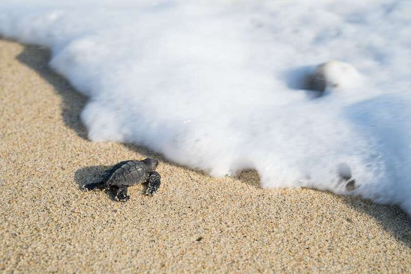 Puerto Escondido: Turtle Release Experience - Entering The Turtle Camp, With a Real Mission Behind It