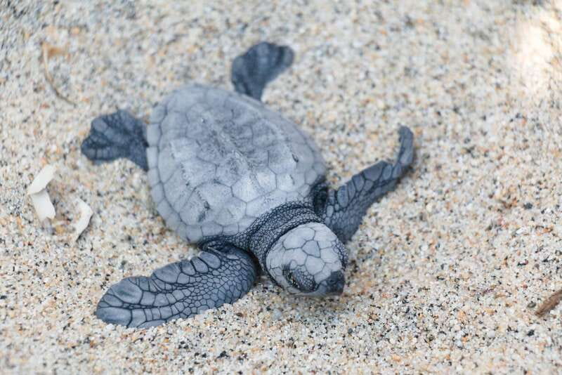 Puerto Escondido: Turtle Release Experience - Getting There and Back: The Van Ride Adds Time