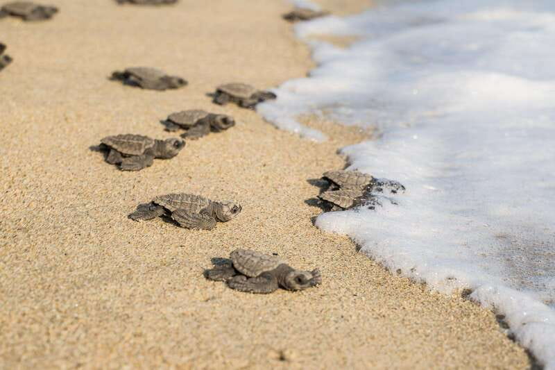 Puerto Escondido: Turtle Release Experience - Price and Value: Is $40 Worth It