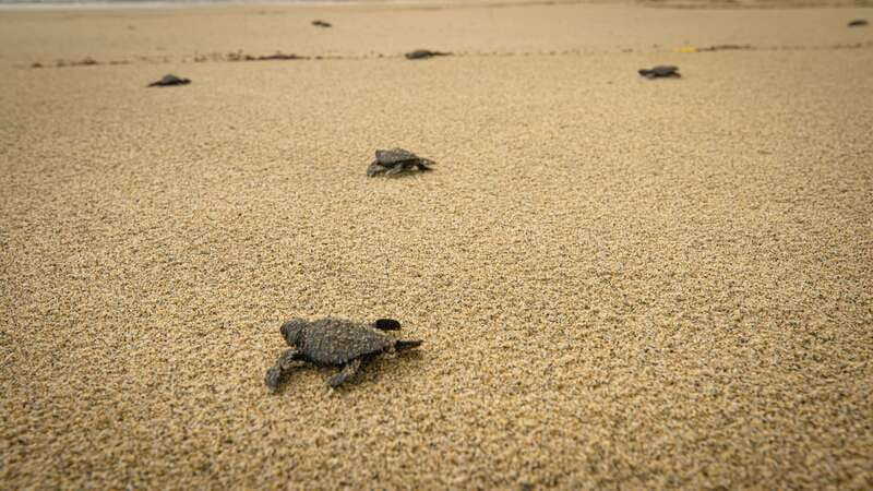 Puerto Escondido: Turtle Release Experience - What to Bring, and Why Sunscreen and Bug Spray Are Banned