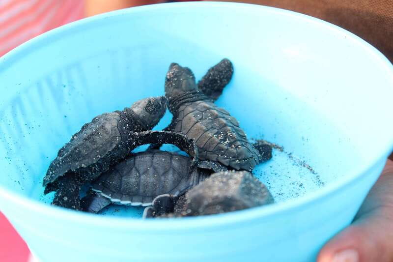 Puerto Escondido: Turtle Release Experience - Seasonality in Oaxaca: When Turtle Sightings Are Less Likely