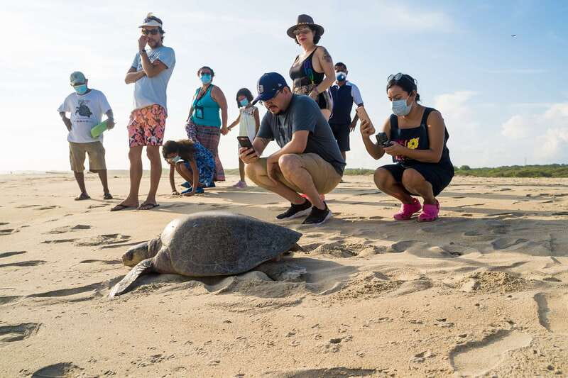 Puerto Escondido: Turtle Release Experience - The Turtle Talk: Species Lessons You Can Actually Use