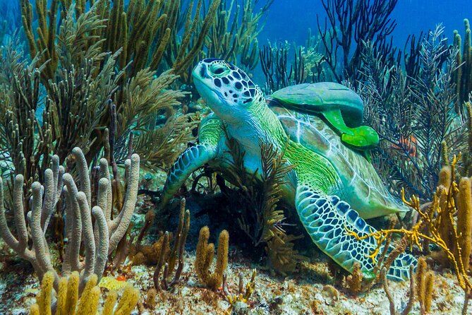 Puerto Morelos Catamaran Reef Sail and Snorkel - Onboard Food and Drinks: Light Lunch, Open Bar, and Simple Satisfaction