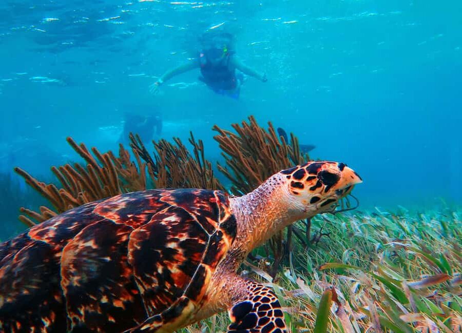 Puerto Morelos: National Reef Park Snorkeling & Beach Lunch - Key things to know before you go