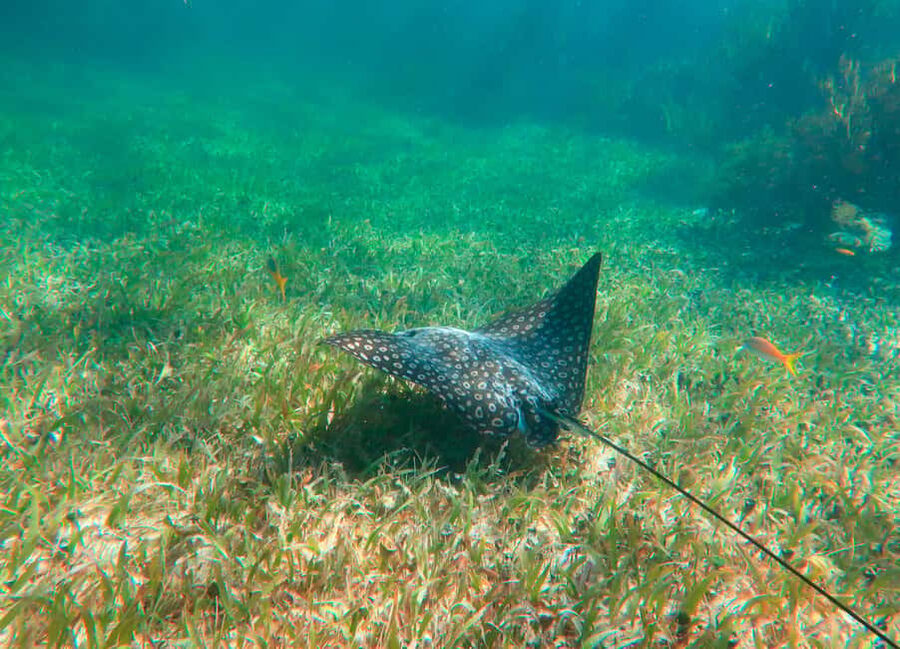 Puerto Morelos: National Reef Park Snorkeling & Beach Lunch - Snorkeling the Great Mayan Reef: What You Will Likely See