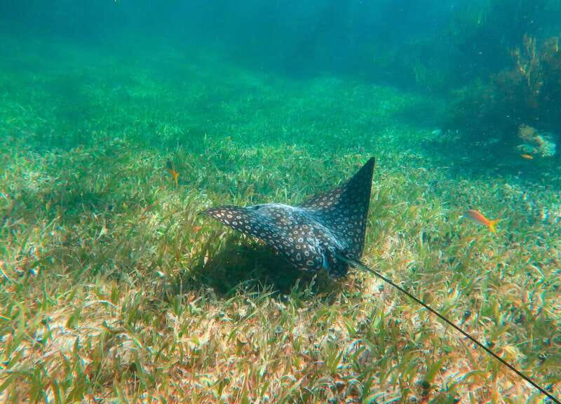 Puerto Morelos: National Reef Park Snorkeling & Beach Lunch - Reef Rules That Protect the Water, and Affect Your Photos