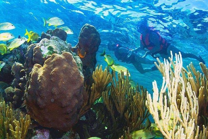 Puerto Morelos Reef Snorkeling Tour with Lunch & Hotel Pickup - From Hotel to Coast: What the Day Feels Like on the Ground