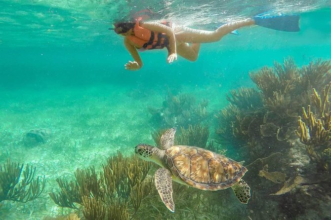 Puerto Morelos Reef Snorkeling Tour with Lunch & Hotel Pickup - Snorkeling in Two Spots: How the Guide Changes Your Experience