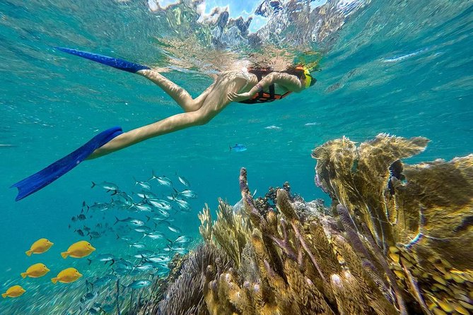 Puerto Morelos Reef Snorkeling Tour with Lunch & Hotel Pickup - Pickup Timing Is the Trickiest Part, So Plan Smart