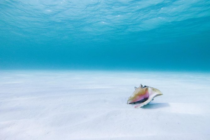 Puerto Morelos Secret Sandbar Catamaran Sail - Secret Sandbar Time: Shallow Water for Kids and Nervous Swimmers