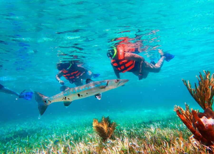 Puerto Morelos: Snorkel, Town Walk, Tequila & Beach Lunch - Puerto Morelos Reef: The Easy Snorkel from Cancun
