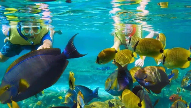 Puerto Morelos: Snorkeling at The National Reef Park - Puerto Morelos Reef, part of the Great Mayan Reef system