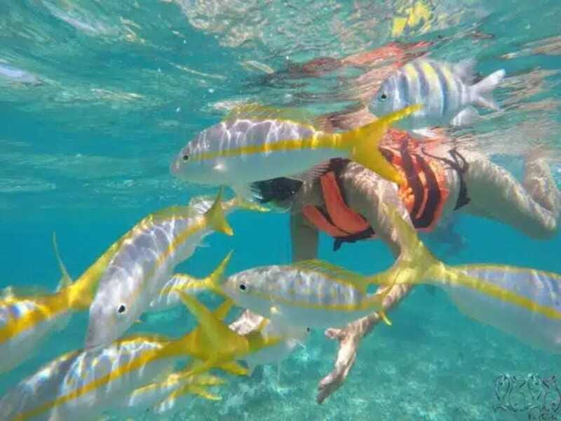 Puerto Morelos: Snorkeling at The National Reef Park - Reef rules that you must plan around (especially the sunscreen ban)