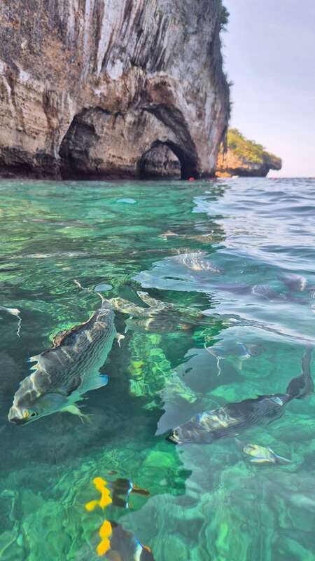 Puerto Vallarta: 3-Hour Whale Watching and Snorkeling - Should You Book This Puerto Vallarta Whale Watching and Snorkeling Tour?