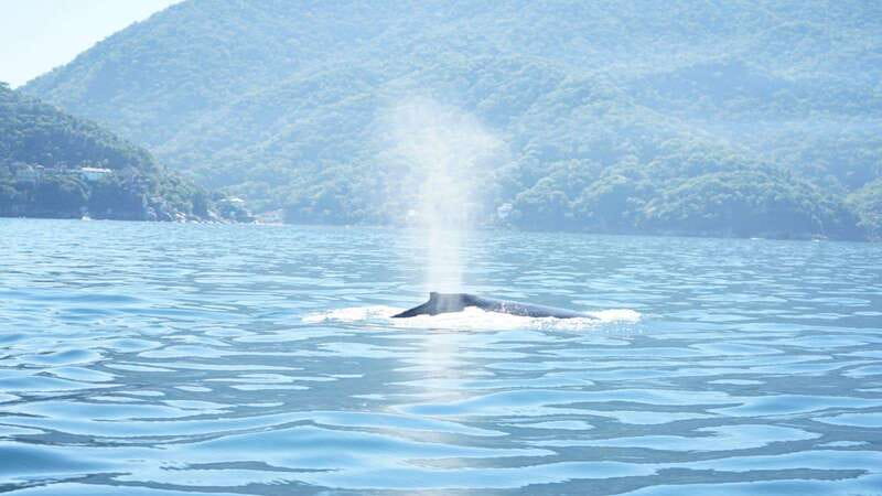 Puerto Vallarta: 3-Hour Whale Watching and Snorkeling - Where You Start: Marina Check-In and the 39 MXN Port Tax