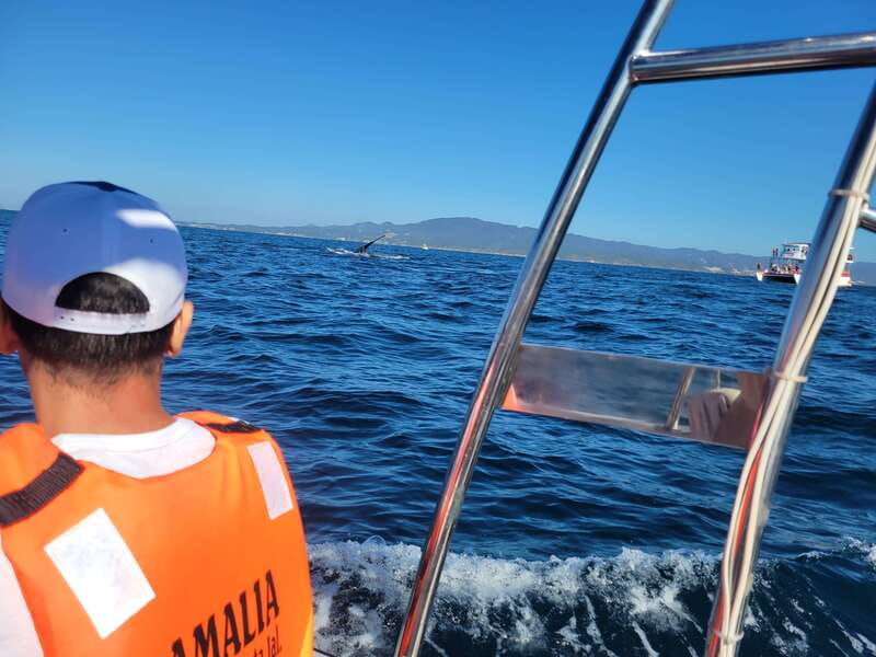Puerto Vallarta: 3-Hour Whale Watching and Snorkeling - Whale Moments to Watch For: Breaches, Tail Slaps, and Calves