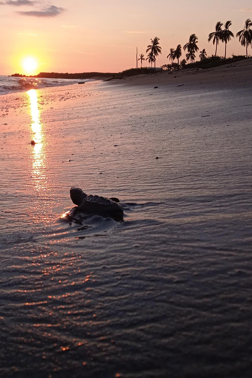 Puerto Vallarta: Baby Turtle Release in Conservation Area - Key highlights to know before you go