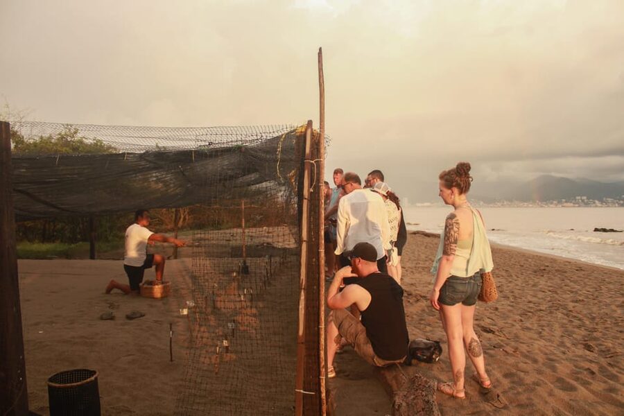 Puerto Vallarta: Baby Turtle Release in Conservation Area - What to bring, what not to bring, and how to avoid a miserable evening