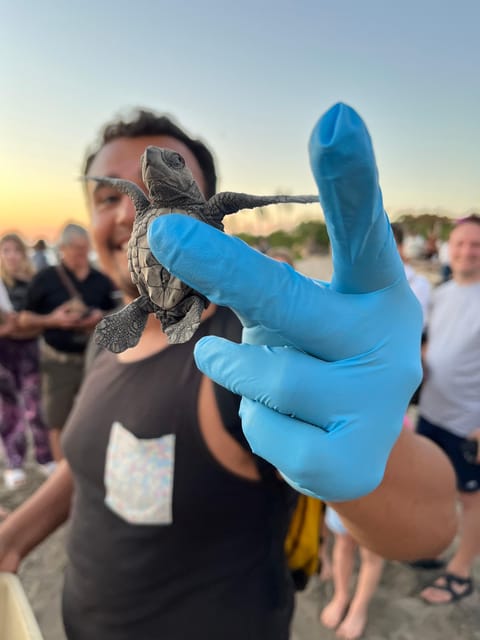 Puerto Vallarta: Baby Turtle Release in Conservation Area - Baby Turtle Release in Puerto Vallarta, what you’re really signing up for