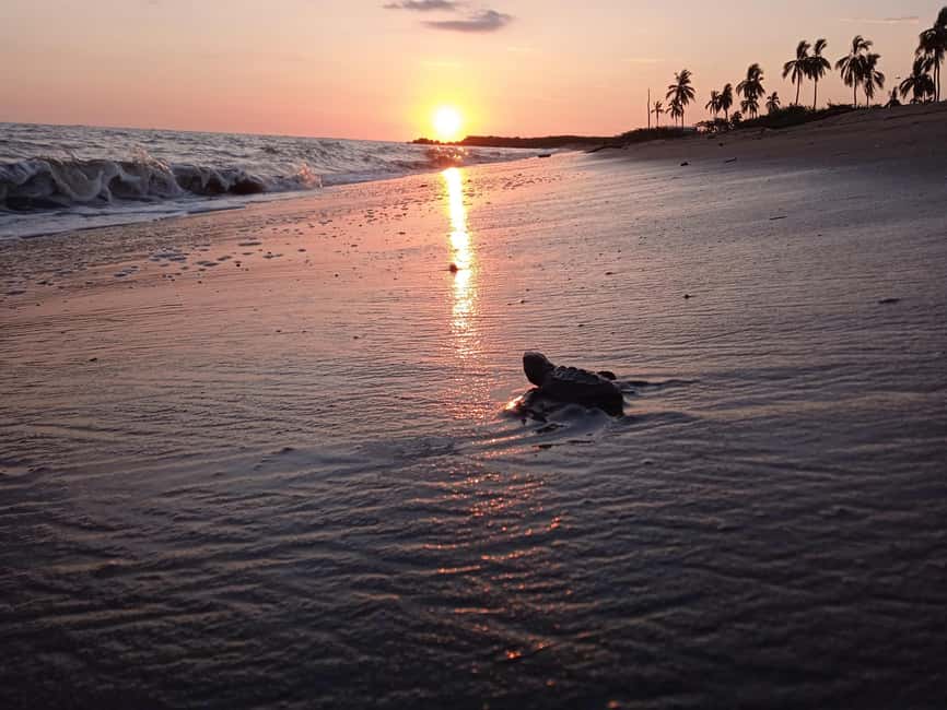 Puerto Vallarta: Baby Turtle Release in Conservation Area - The walk to the campsite, why the pacing is part of the experience