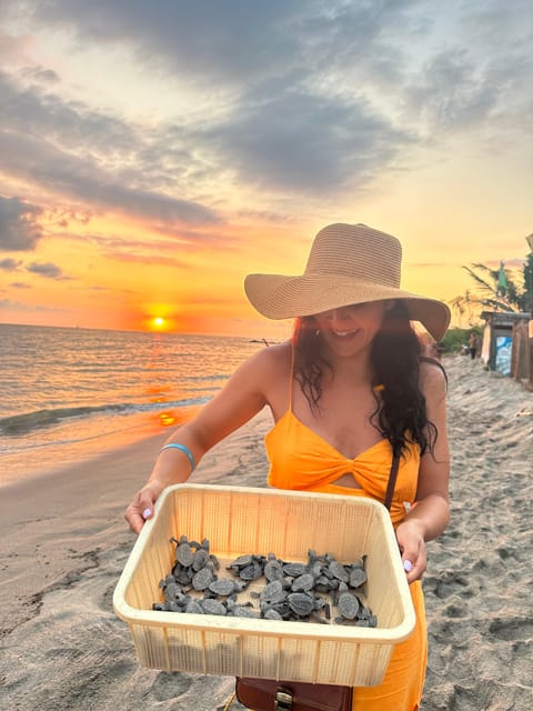 Puerto Vallarta: Baby Turtle Release in Conservation Area - The 45 minute campsite class, from nest searches to incubation