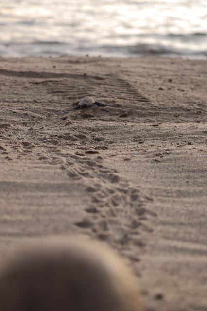 Puerto Vallarta: Baby Turtle Release in Conservation Area - Wildlife viewing for 20 minutes, what you’re watching (and what to notice)