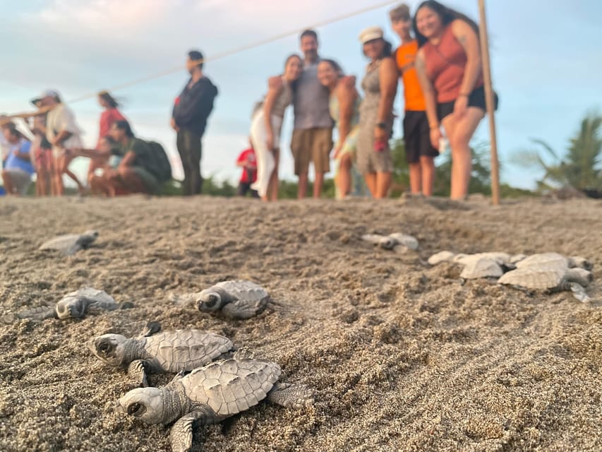 Puerto Vallarta: Baby Turtle Release in Conservation Area - Price and value, is $40 really fair for turtle conservation?