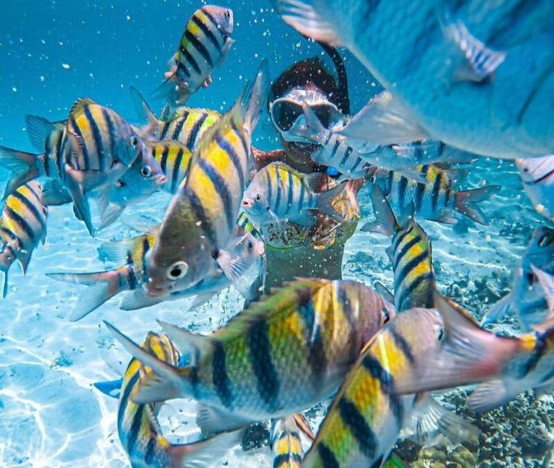 Puerto Vallarta: Los Arcos Islands Boat Tour and Snorkeling - 6 Key Reasons This Los Arcos Snorkel Trip Works