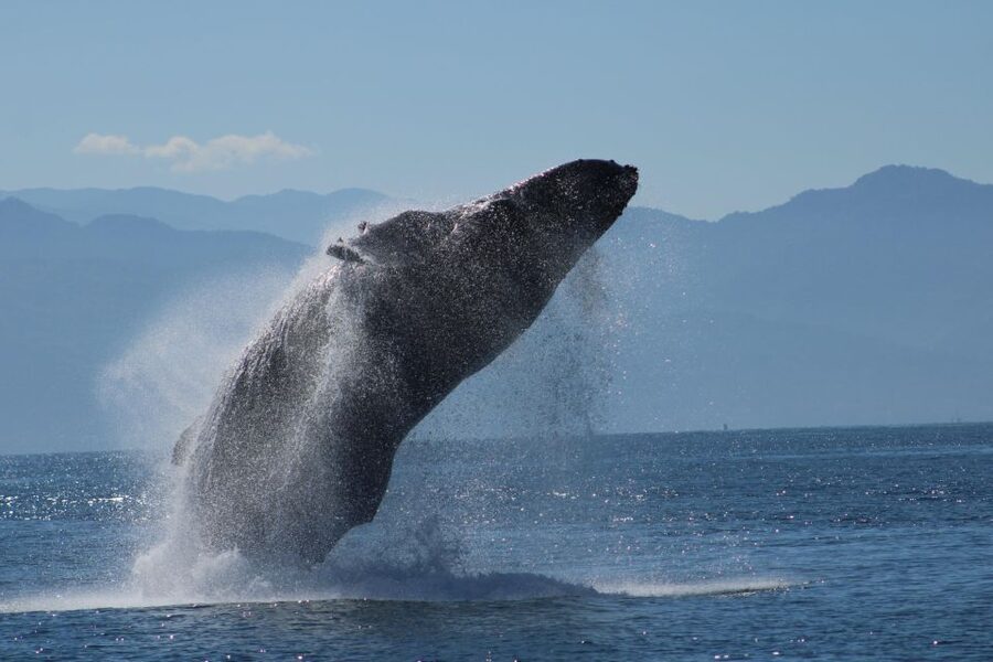 Puerto Vallarta: Mega Yacht Whale Watching Sunset Cruise - Key things I’d circle before you go