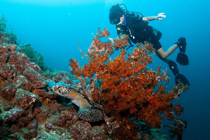 Puerto Vallarta Undersea Private Scuba Diving - Should You Book This Private Underwater Tour?