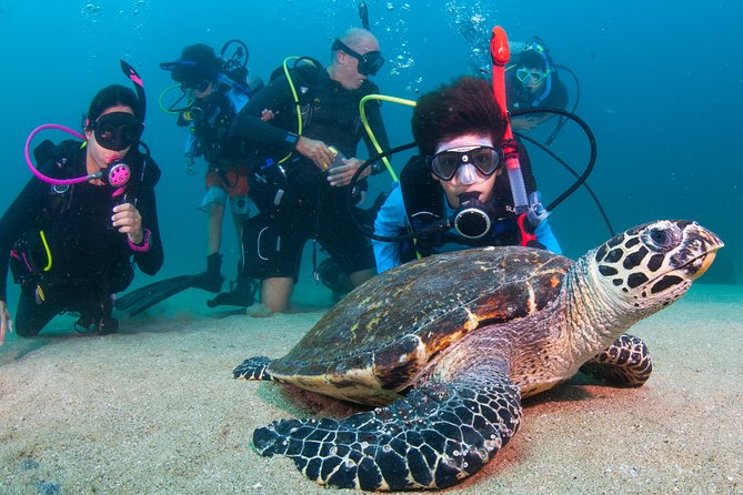 Puerto Vallarta Undersea Private Scuba Diving - Price Breakdown: What You Pay, What Fees You Still Need