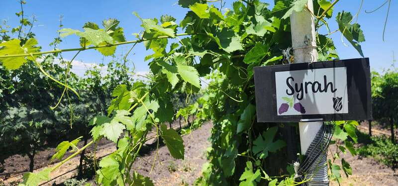 Querétaro: Haciendas, Vineyards, and Magical Towns Day Trip - Who This Tour Fits Best